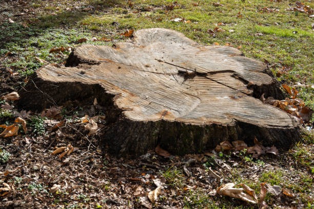Reliable Tree Service Crossville TN Residents Rely On All Year Round